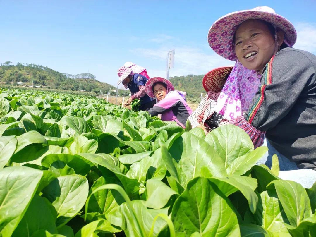 好靓!河源这里的蔬菜喜迎丰收