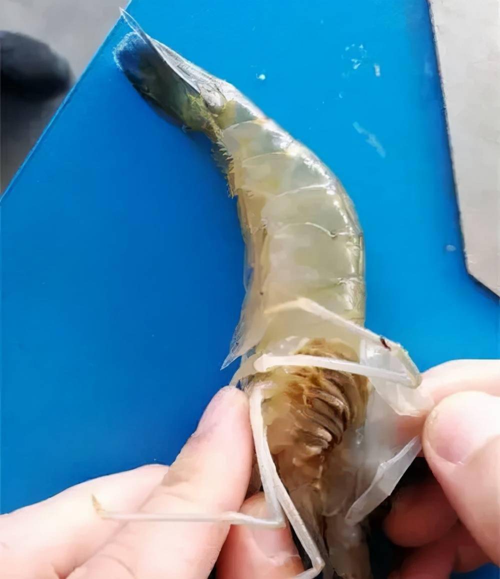 对虾黑鳃烂鳃养殖多发病这几个治疗措施养殖常备