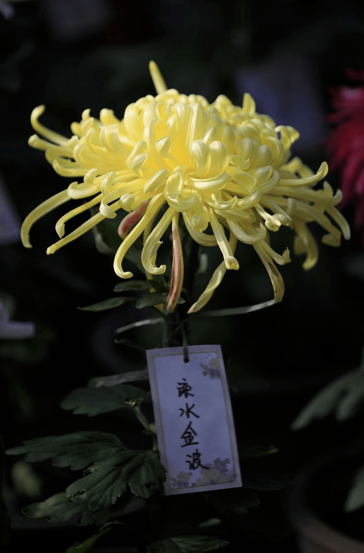 盆景|北海赏菊设单向游览路线