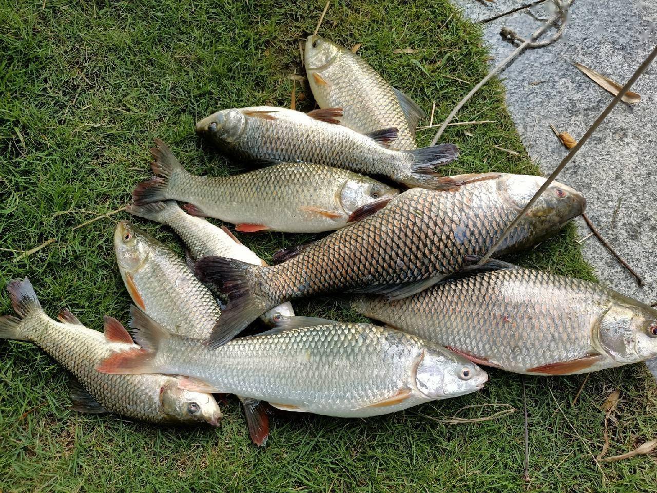 「秋釣」野釣泰鯪連竿,居然還釣到一條黑瘦細長的魚,這條魚經歷了什麼