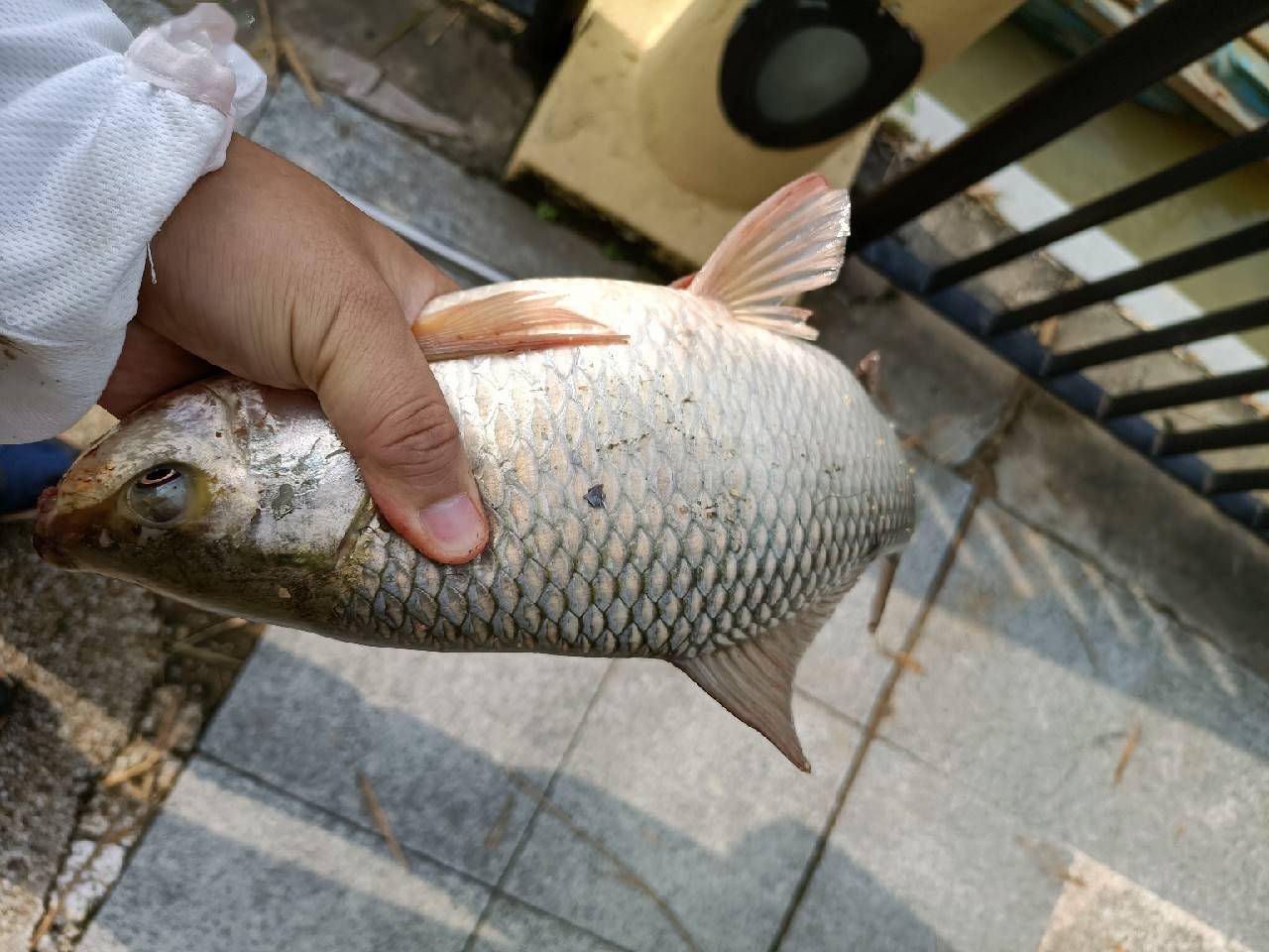 「秋釣」野釣泰鯪連竿,居然還釣到一條黑瘦細長的魚,這條魚經歷了什麼