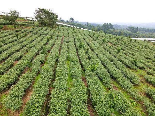 碧水青山茶叶产地图片