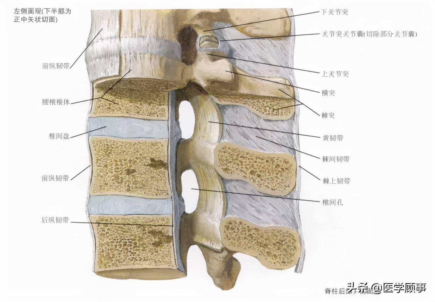 脊柱詳細解剖,高清圖文_頸椎