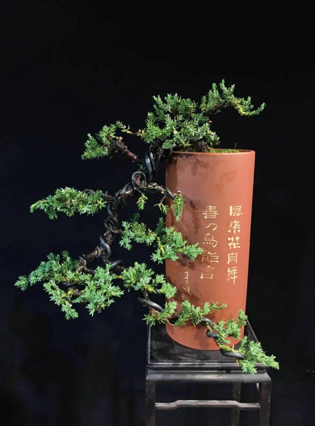 一株地柏苗能干嘛仅需十步四招就能勾勒一道悬崖式盆景