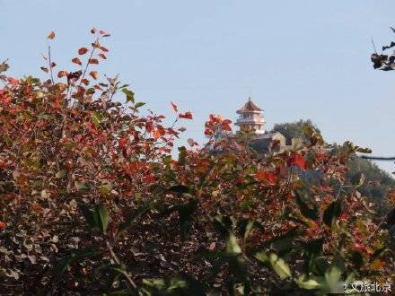 北京赏彩叶绝美打卡地——百望山森林公园