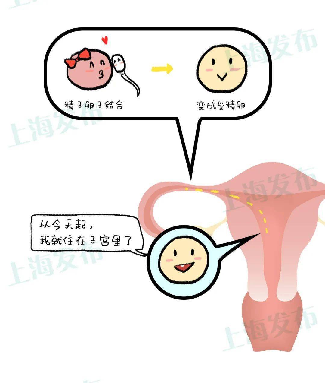 【医聊】@备孕女性,身体中的"两室一厅"是如何工作的?_子宫
