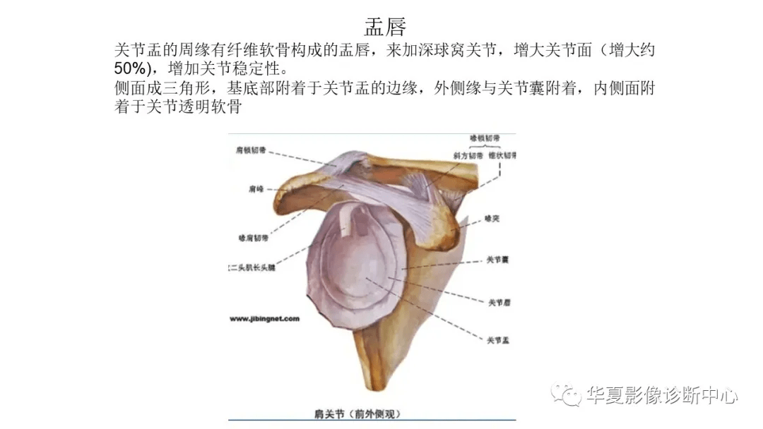 关节唇图片结构图图片