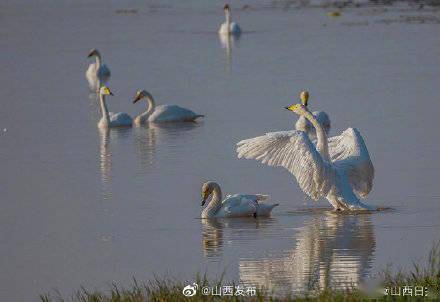 向阳|平陆黄河湿地迎来首批越冬白天鹅