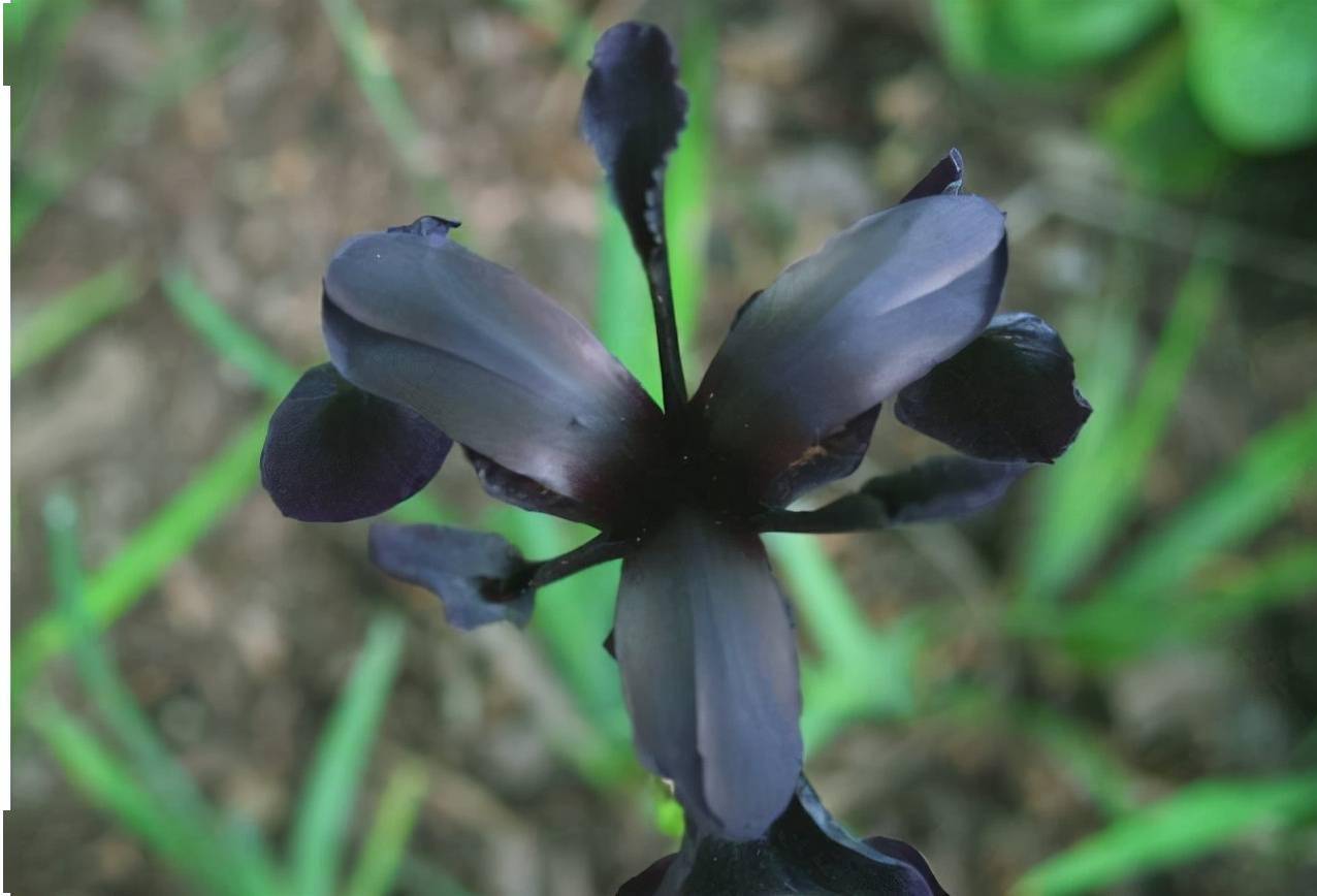 10种最神秘的花 花市里 总能听到它的传说 黑色