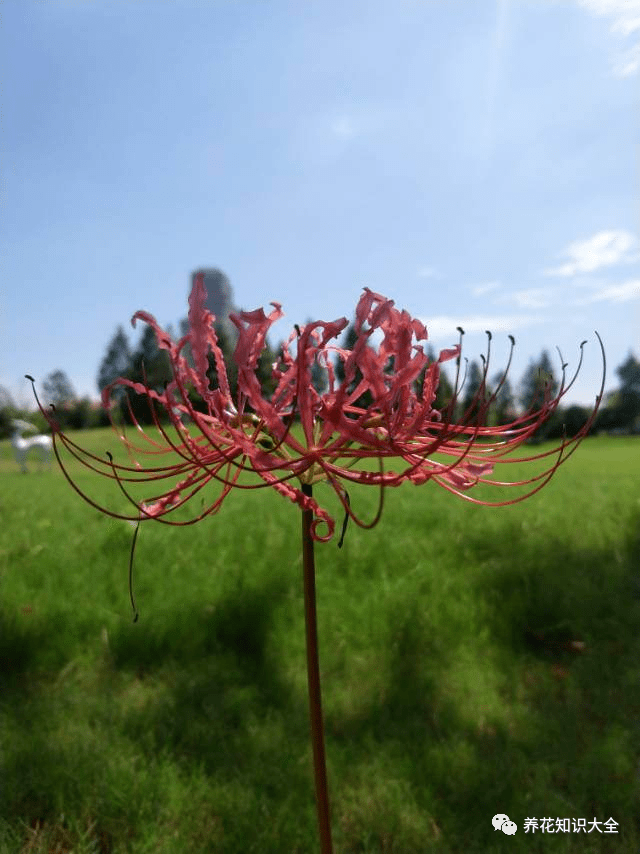 10种最神秘的花 花市里 总能听到它的传说 黑色 10种最神秘的花 花市里 总能听到它的传说 黑色