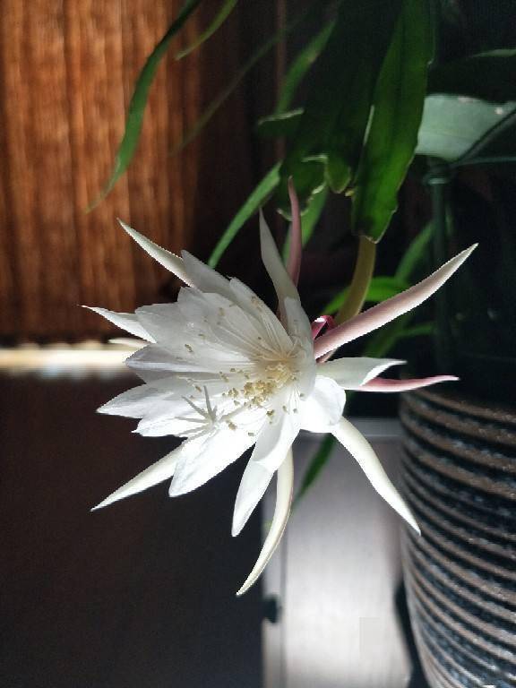 10种最神秘的花 花市里 总能听到它的传说 黑色