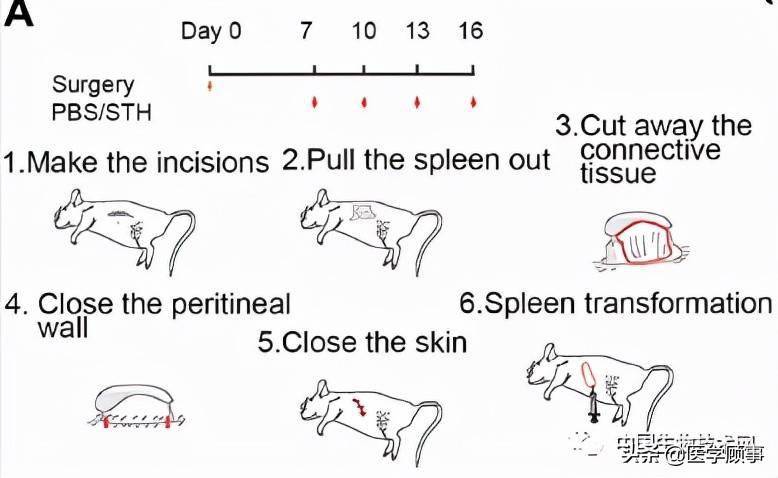 中國科學家成功將小鼠脾臟改造成肝臟