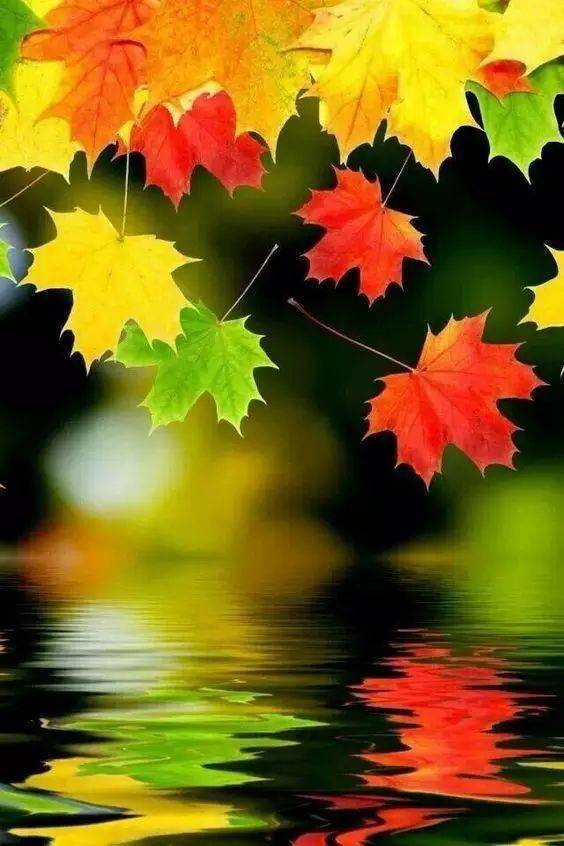 摄影秋天的落叶，怎么拍才惊艳？技巧全在这里了！