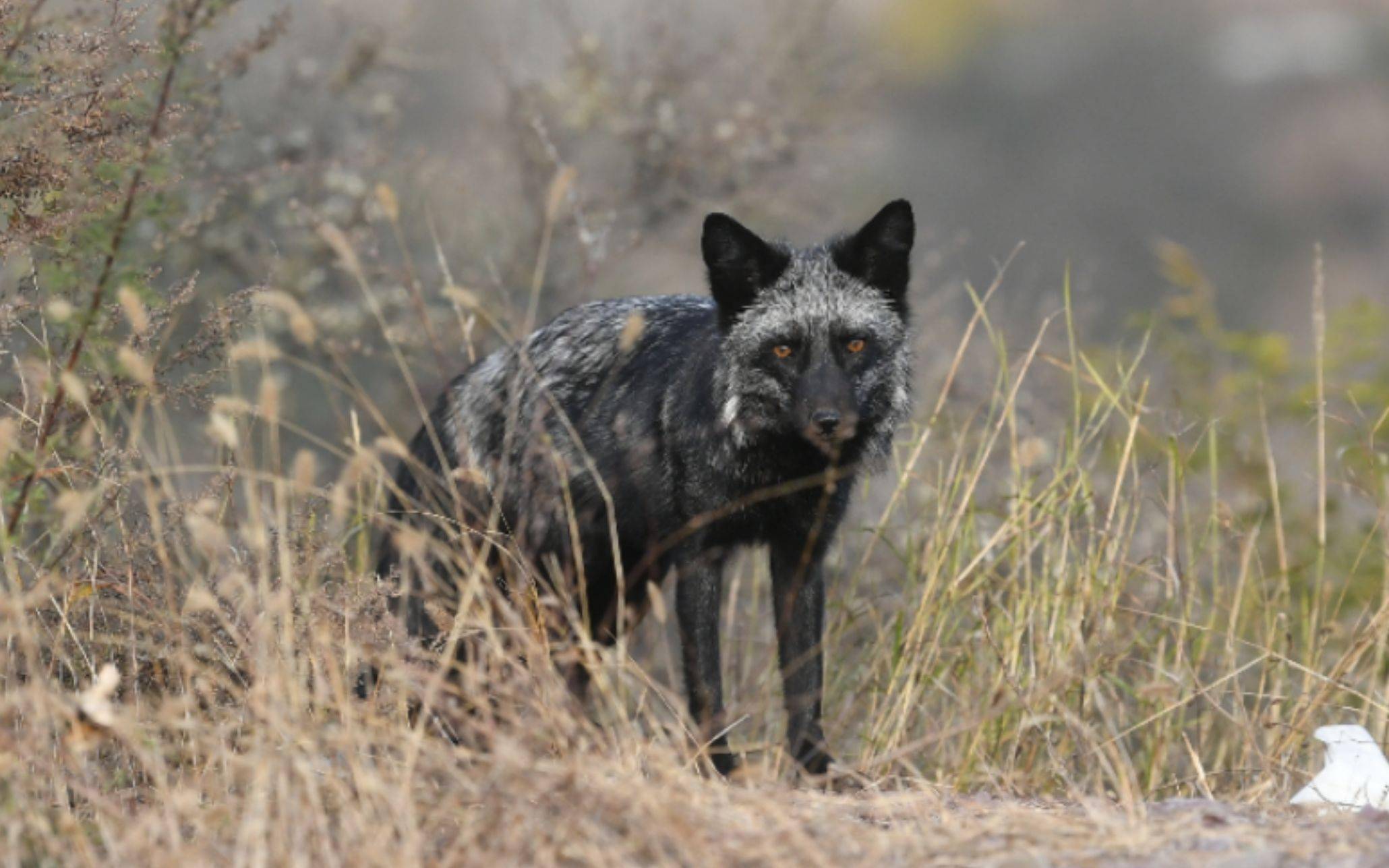 北京妙峰山偶遇"银狐",专家表示:或非野生动物_狐狸