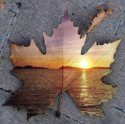 摄影秋天的落叶，怎么拍才惊艳？技巧全在这里了！