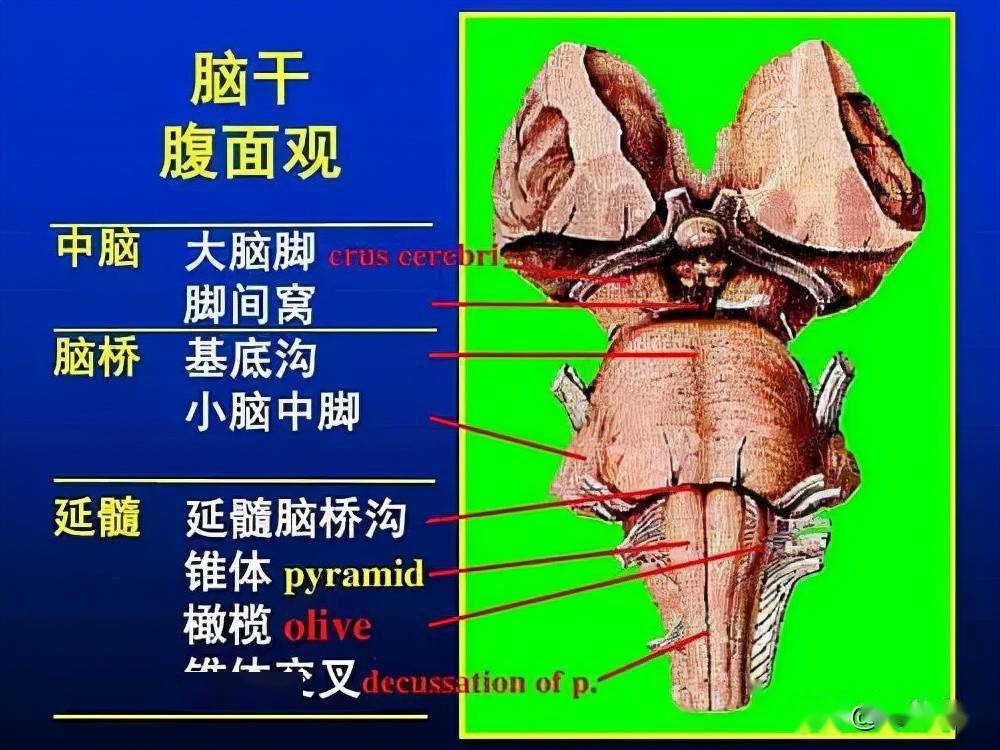 脑干解剖和结构