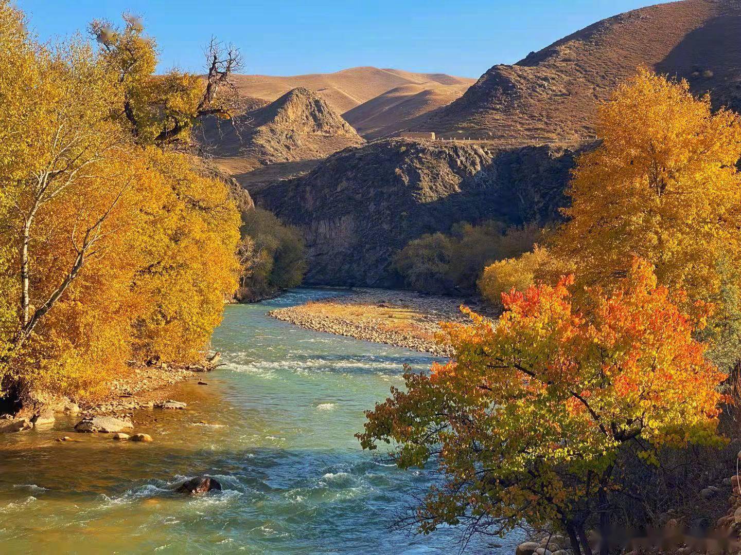 新疆伊犁秋意渐浓库尔代河畔秋景如画
