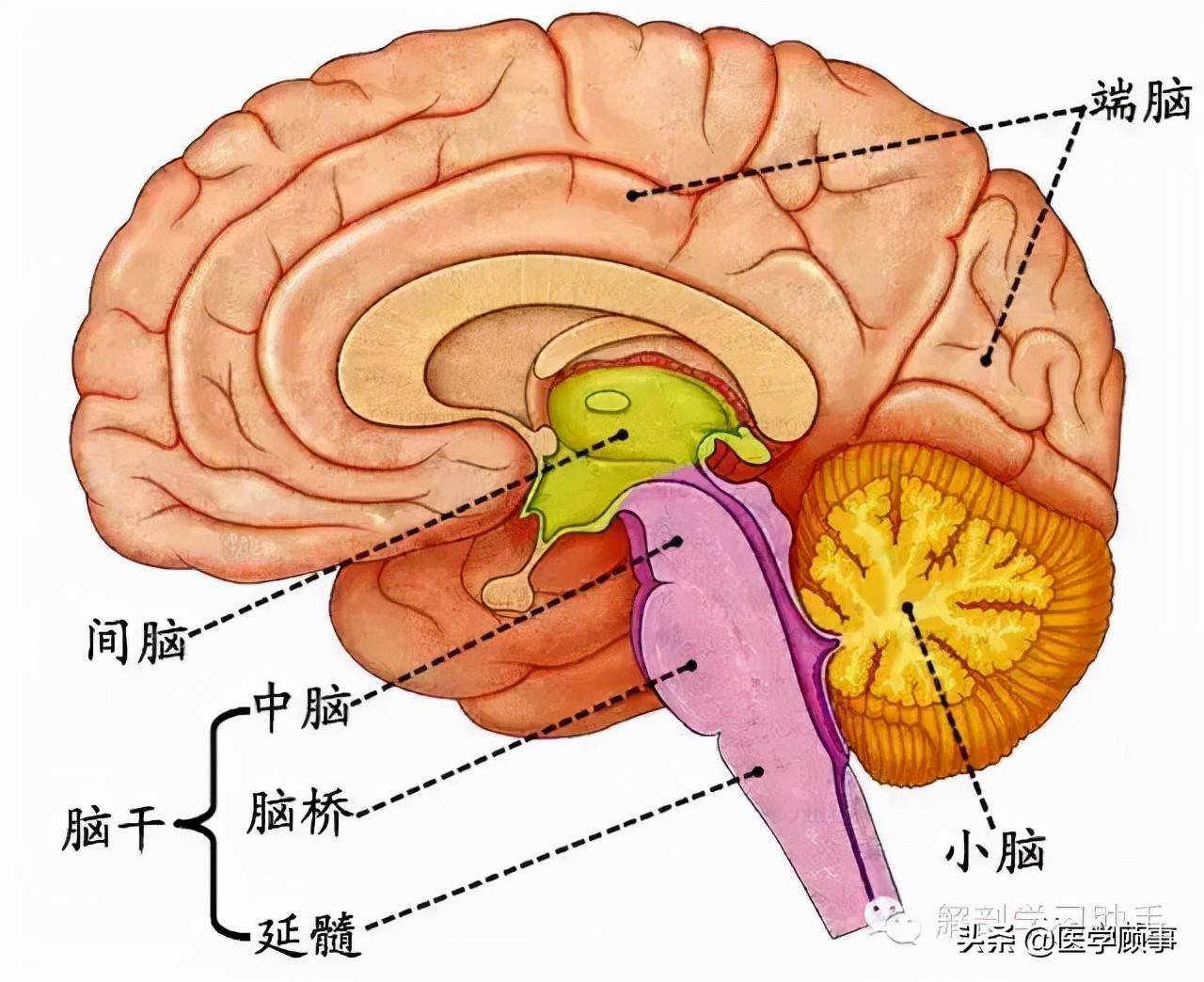 脑干解剖和结构