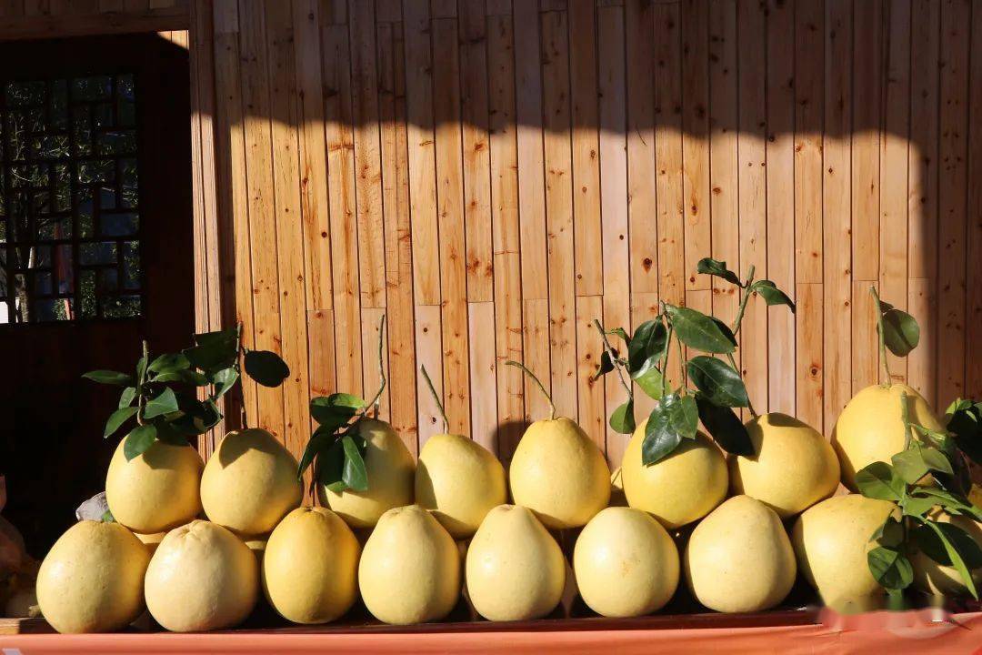 全国示范李家河镇贡水白柚入围