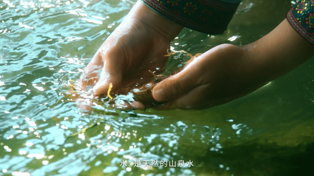 文山|三七就得选文山的？很少人知道，这才是三七金标准……