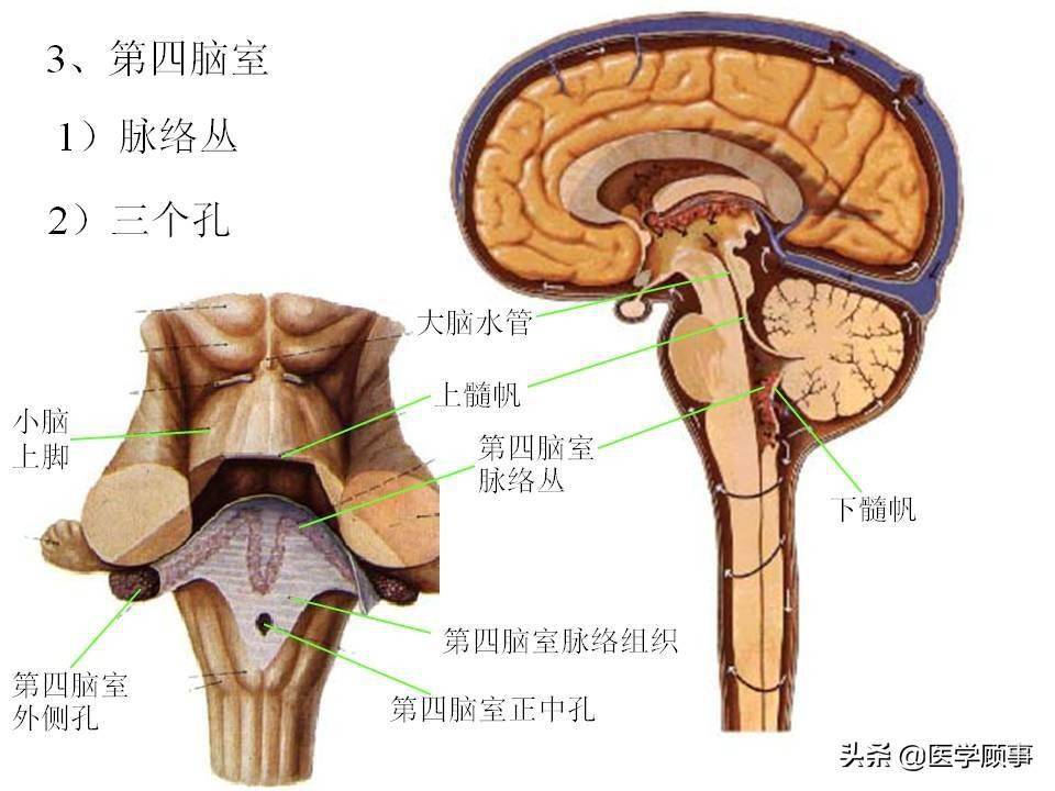 大脑脑干结构图解剖图图片