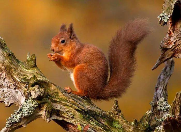 这个动物,大家有没有想过,小时候看的画报绘本里的松鼠明明都是红色的