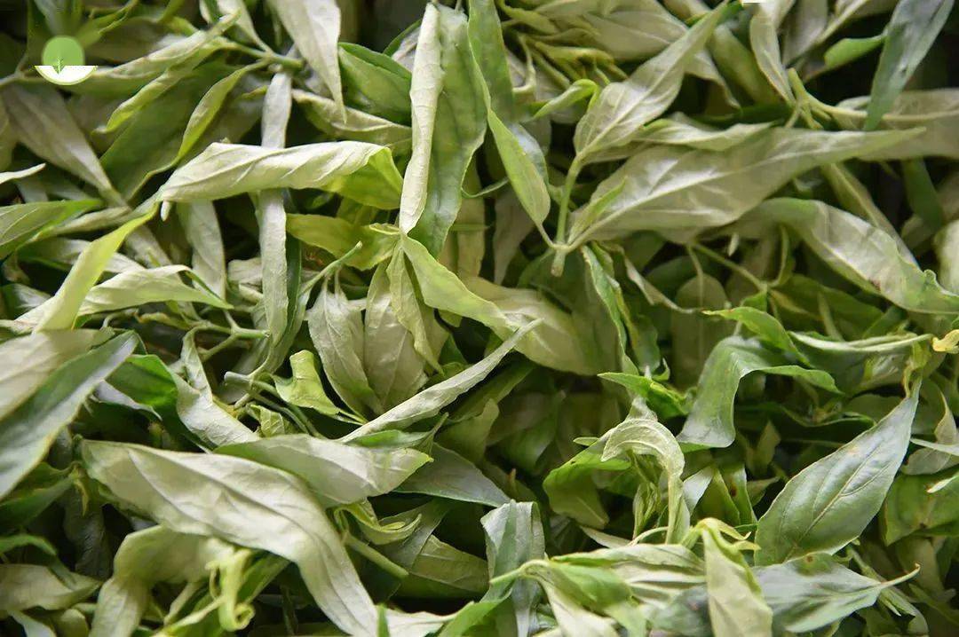 环境优越孕育佳品一起来感受五指山忧遁草的独特魅力