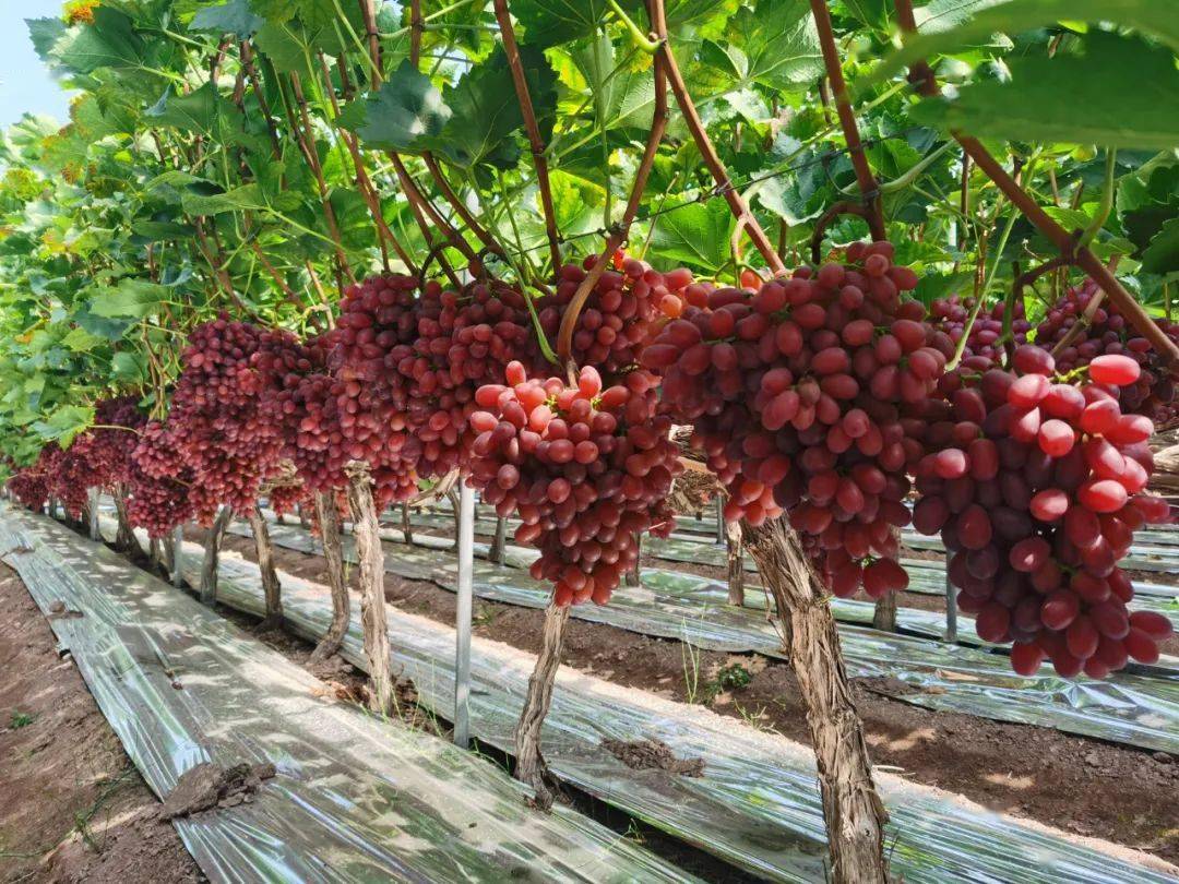 克伦生特级无籽红提