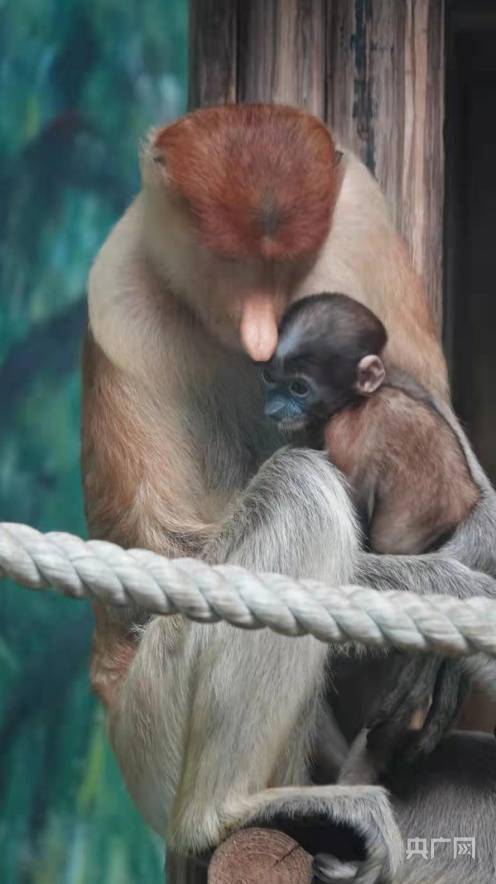面向社会征名广州两只满月长鼻猴宝宝首次展出