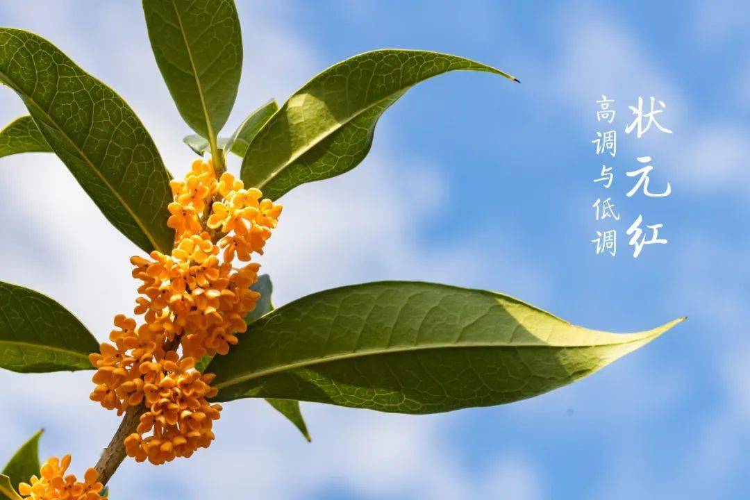 桂花味儿 的始兴来了 这个赏桂好去处赶紧收藏一波 韶关