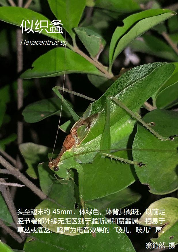 似织螽 hexacentrus sp.13优草螽 euconocephalus sp.