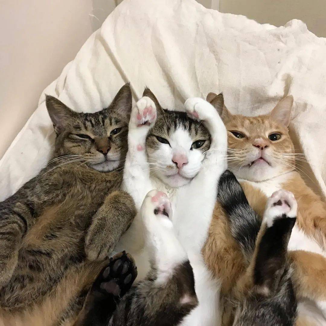 沙雕猫头像三人图片
