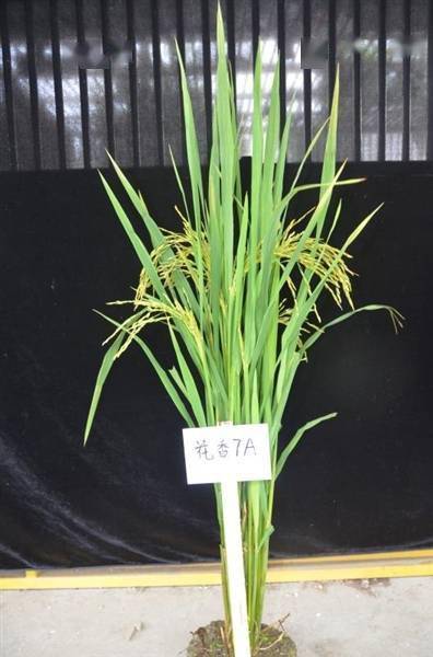 四川|搭乘神舟十三号的四川水稻种子为啥是“偏科生”？