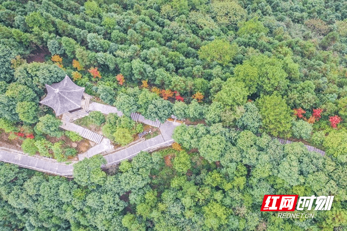 从空中|湖南蓝山：夔龙山上“枫”景如画