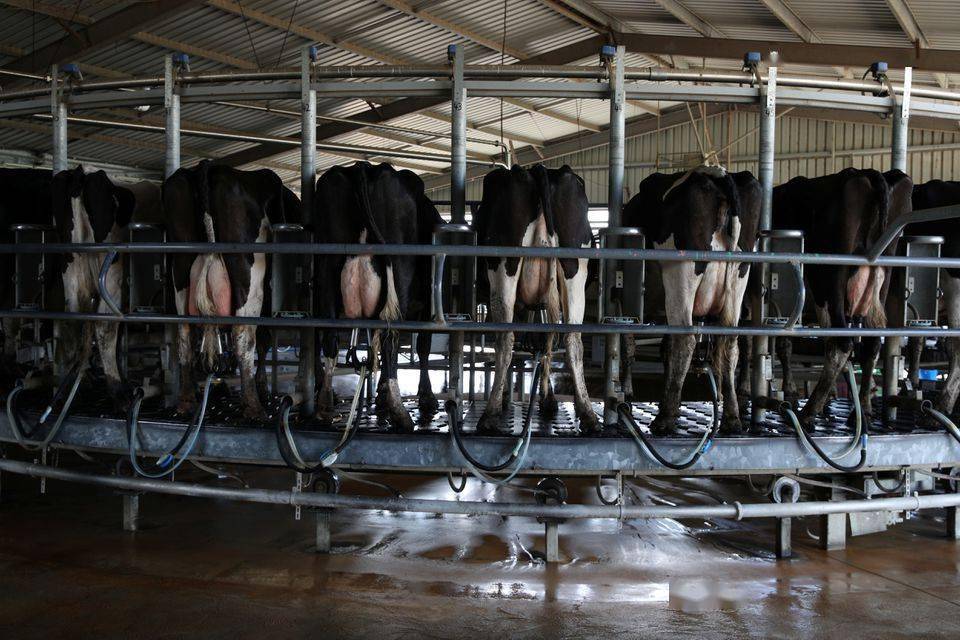 担心对农牧业造成影响，澳洲拒绝加入全球甲烷减排承诺 ！