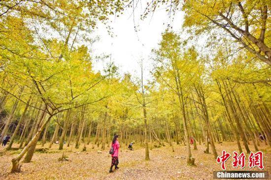 盘山公路|银杏流金红叶烂漫 张家界崇山秋色“撩人”