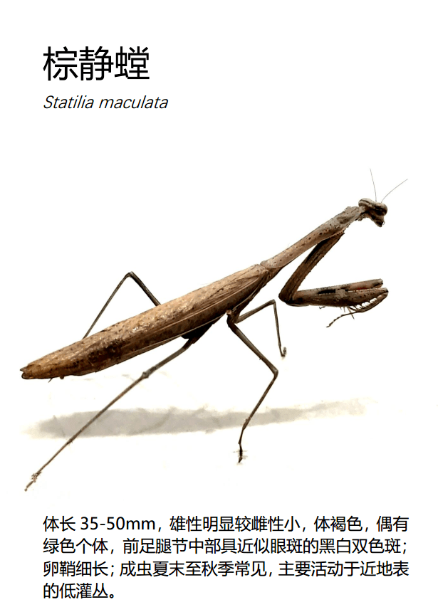 棕静螳 statilia maculata10黑翅土白蚁 odontotermes formosanus09杯