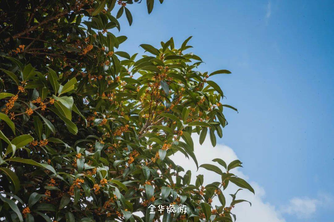 秋日限定!金華賞桂花合集來了!只為給你秋天的第一縷香味……_公園