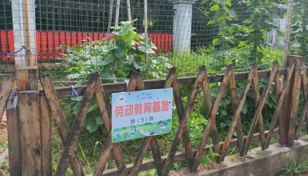 各个学校纷纷将"一米菜园"纳入校园课后服务中,让学生们走出教室体验