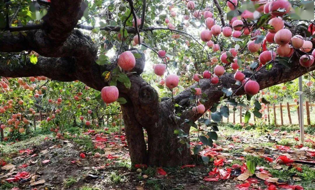 67苹果届的"祖师爷",快来围观"中国现存最长树龄苹果树"!_登州