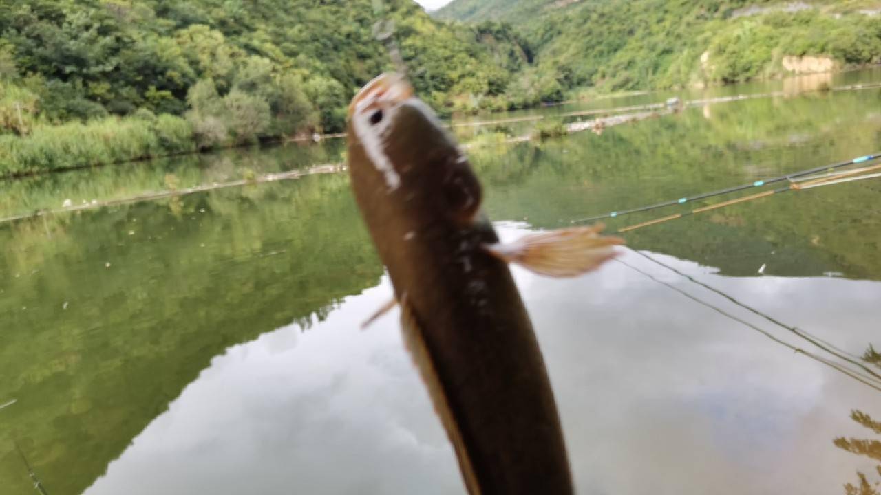 鱼之前有听朋友说过,在普洱墨江流域很多,很多村民都叫这个鱼"马鬃鱼"