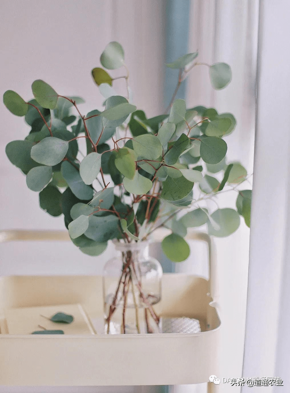 秋冬一样能够拥有ins北欧风网红绿植尤加利让你的室内充满风情