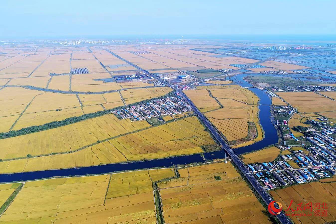 河北乐亭米粮川挤走盐碱滩