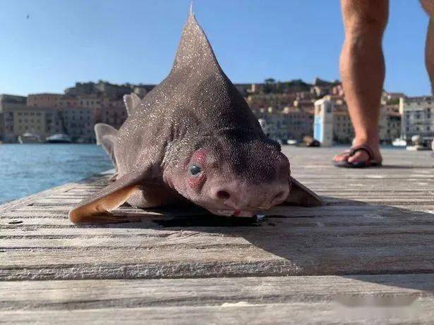 鯊魚身體豬豬的臉意大利船員打撈到了一隻豬臉鯊魚