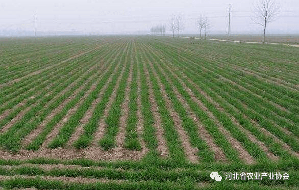 针对今年冬季极有可能是寒冬的气候状况,在今年的冬小麦种植管理上