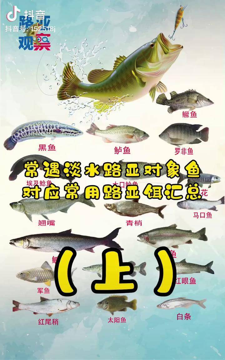 工欲善其事必先利起器路亞常見對象魚對應路亞餌上漲知識我要上熱門