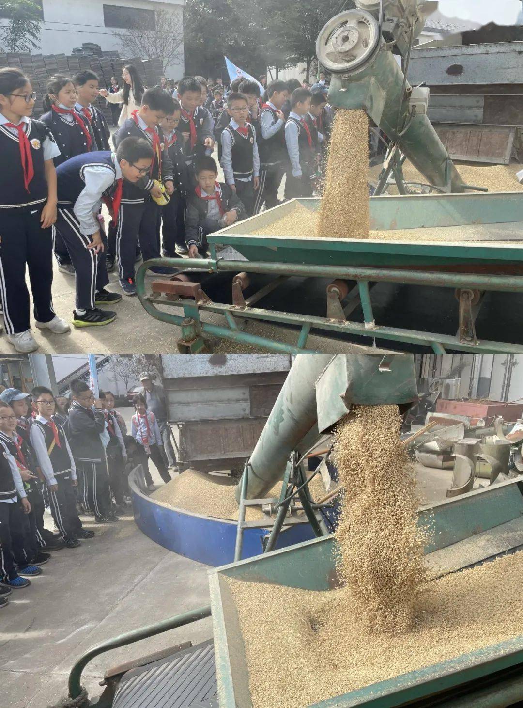 钱成给孩子们介绍说:"你们刚刚收割的稻谷将在这里变成白白胖胖的大米