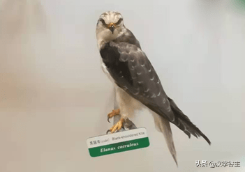 从汉字思维角度，才能理解初中课文《与朱元思书》中“鸢飞戾天”_搜狐网