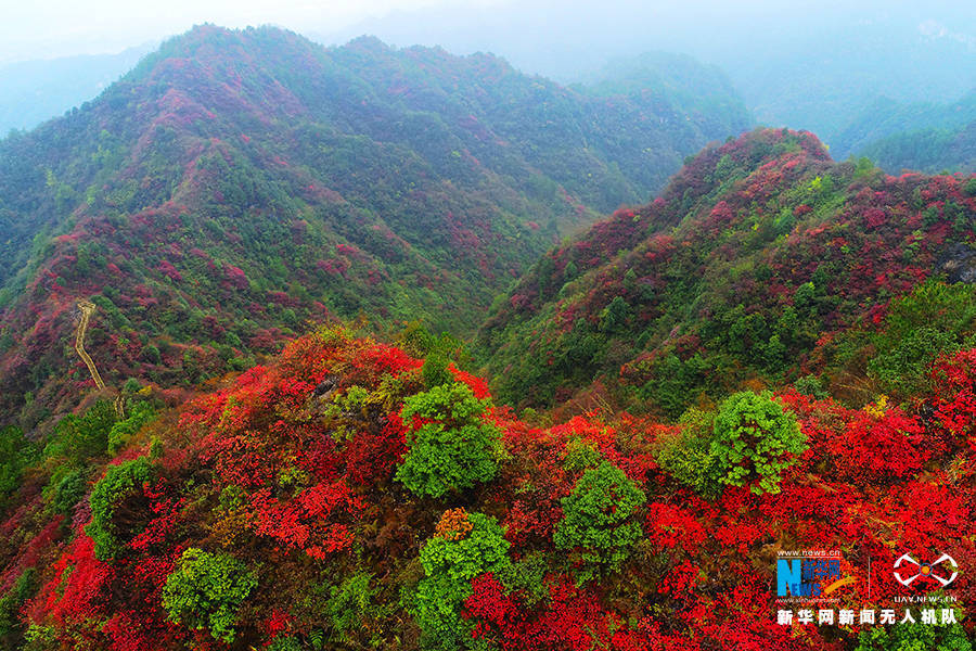 陈碧生|重庆：秋雨过后红叶美 绚丽秋景惹人醉