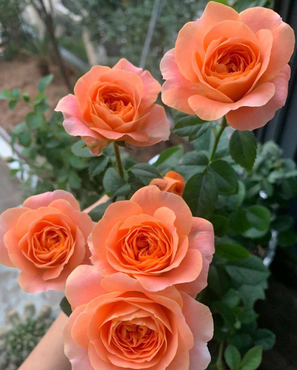 月季果汁阳台怎么养记住2点很勤花花开不断花艳丽很漂亮